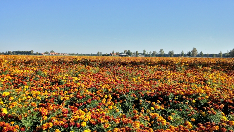 Blumengrüße aus Holland.jpg