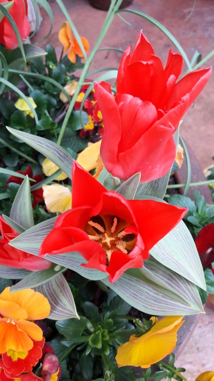 20170408_114851.thumb.jpg.5ece1866cdf1b076bd13703221e9dcbc.jpg