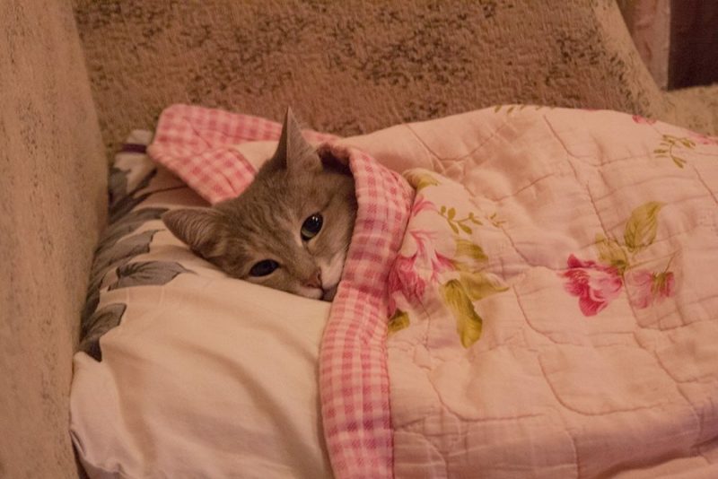 Cat01.thumb.jpg.b48be9d219053fad90bef82f04980d05.jpg