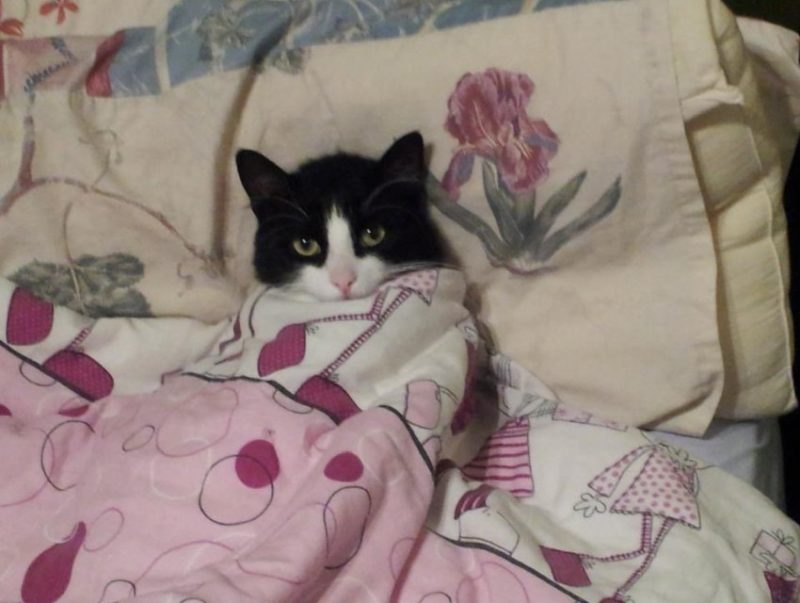 Cat02.thumb.jpg.dcca89d4de913c8bb804e2907aecdd57.jpg