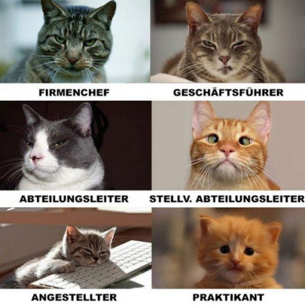 Cat03.thumb.jpg.6ff9d49b26bd48b5d988df8f0b0ee74b.jpg