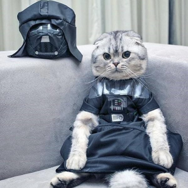 Cat05.thumb.jpg.f52745290d22a8ea239354b76c9ebd6f.jpg