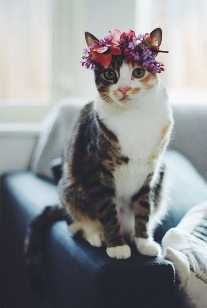 Cat10.thumb.jpg.e250d244efce293cf9c2465fa5a24c0a.jpg