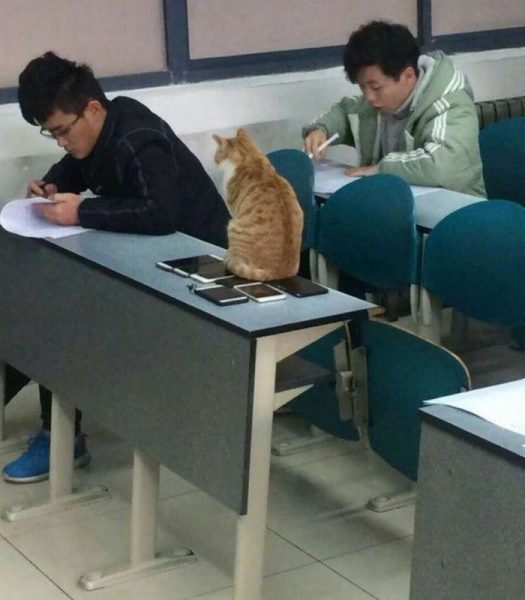 Cat11.thumb.jpg.d64cdcb3dd5ba5b98f4c0c8c47e66fa3.jpg