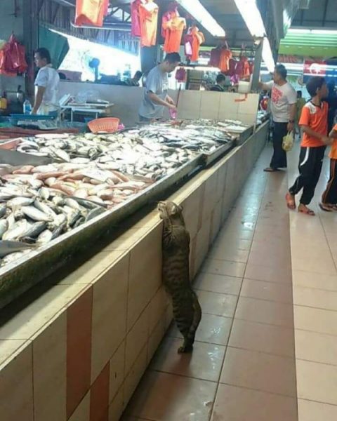 Cat16.thumb.jpg.1bf67643b63f0fea418016842dad6727.jpg