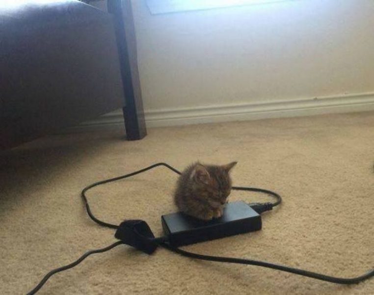 Cat17.thumb.jpg.29b30c85ccce9aa5e414c0d1e13edd32.jpg
