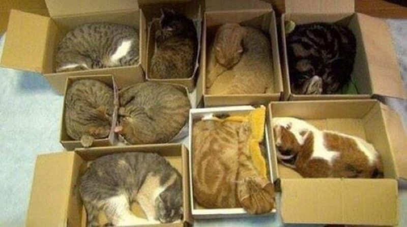 Cat18.thumb.jpg.df9ef9f8dce1ef0a1c69c1651e9d5cdd.jpg
