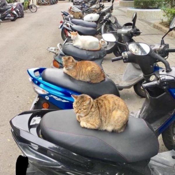 Cat19.thumb.jpg.476531572d181c7bdcd8c5247dd9f555.jpg