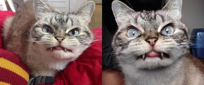 Cat20.thumb.jpg.854c4f861140bb5e8081438b8bbffda9.jpg