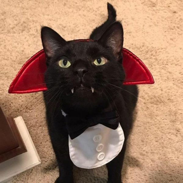 Cat21.thumb.jpg.3cb3c01d854a97ec7458a19a9fa42920.jpg