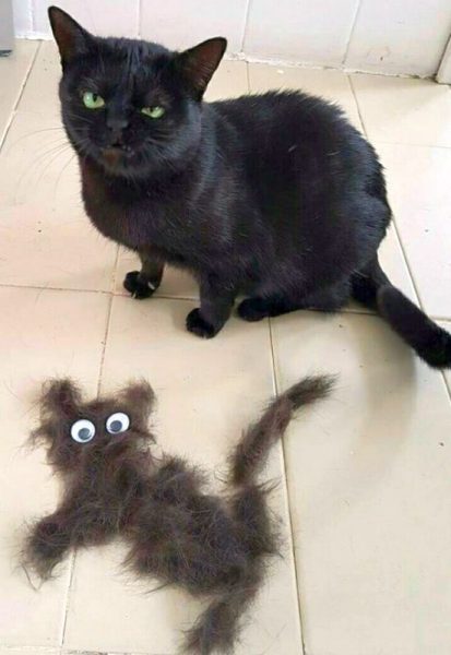 Cat25.thumb.jpg.0b94ffac22d8eef204de0eef6328b479.jpg