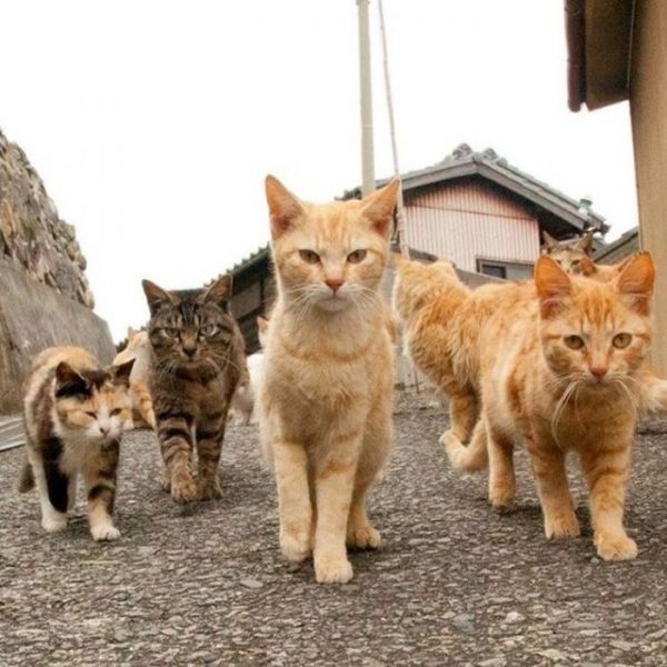 Cat27.thumb.jpg.3c26167f188590b8bf77bf75b86b8004.jpg