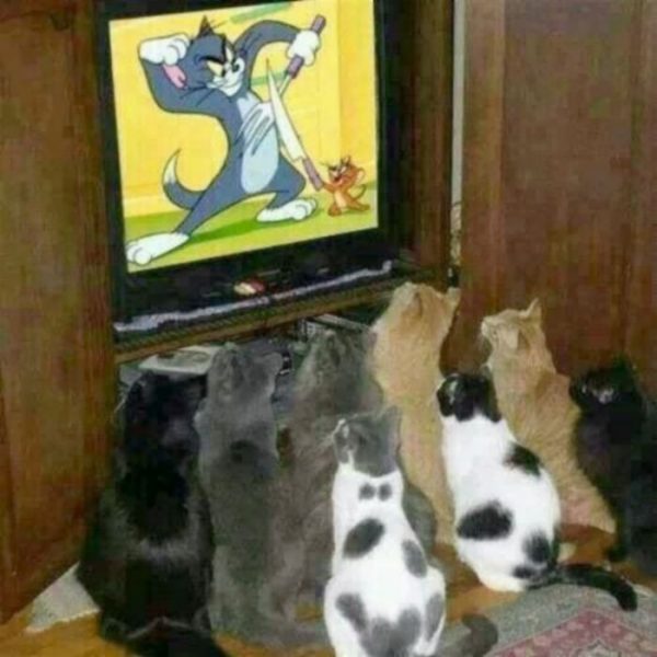 Cat29.thumb.jpg.1393da7d1fcd156bb1aca0d1b2ec83d3.jpg