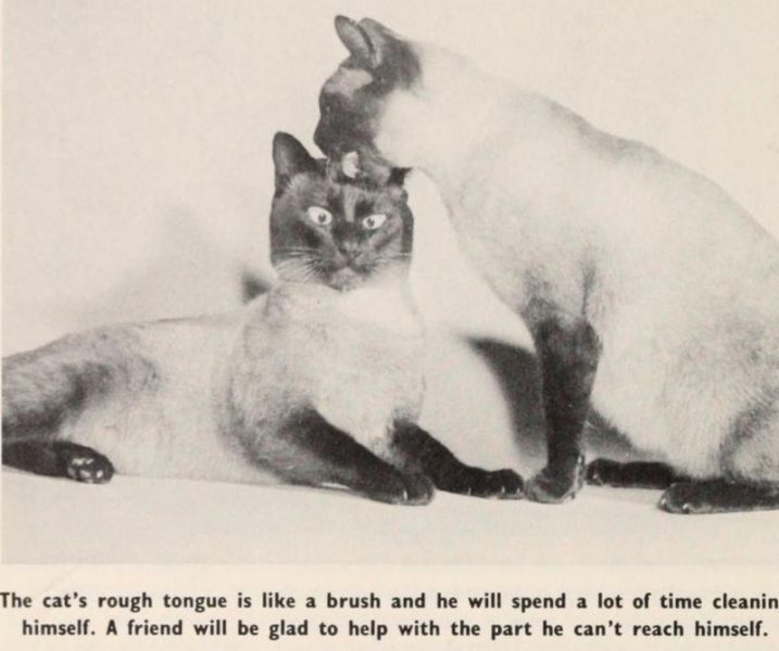 Cat33.thumb.jpg.0e1844e6dea6515432e1f15d33eda732.jpg