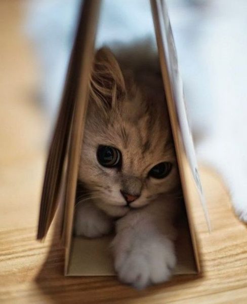 Cat34.thumb.jpg.9c4e4cad2454fd730f8221b18282f9e0.jpg