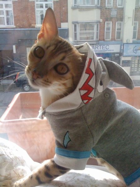 Cat38.thumb.jpg.61874031e956335d30108c9b73d0903a.jpg