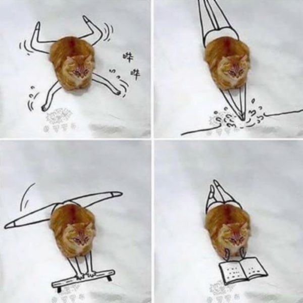 Cat39.thumb.jpg.e597f104ad3d0526a1e1dcbd8829a8bc.jpg