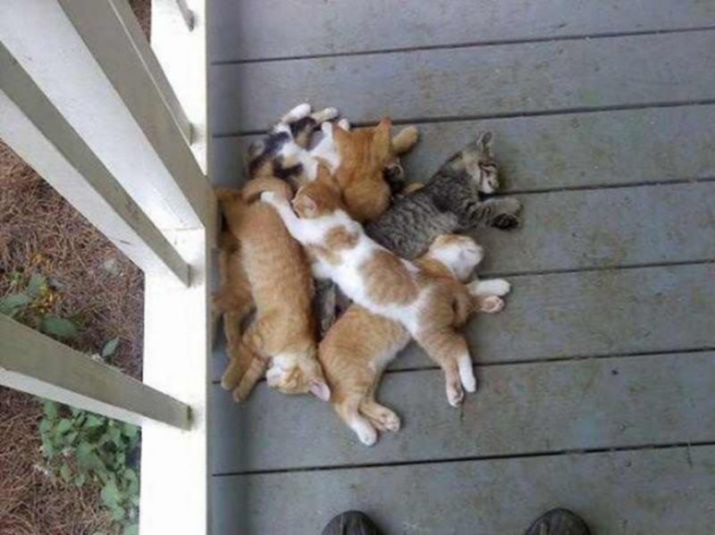 Cat40.thumb.jpg.b2b326c2208d89e97663a6b62ad81e03.jpg
