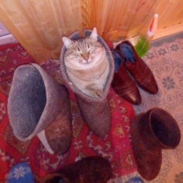 Cat41.thumb.jpg.fde1c145ab221d977453fe6a325d86d7.jpg