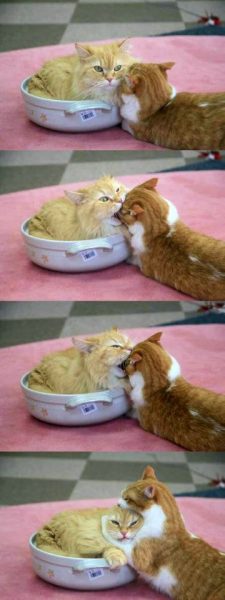 Cat42.thumb.jpg.ed336357c231273130db310ff4f3e934.jpg