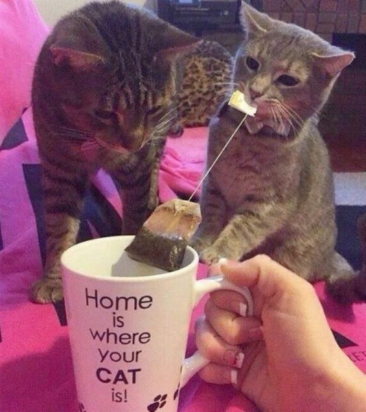 Cat44.thumb.jpg.388822ca4128b91881ff12a3759f9b1c.jpg