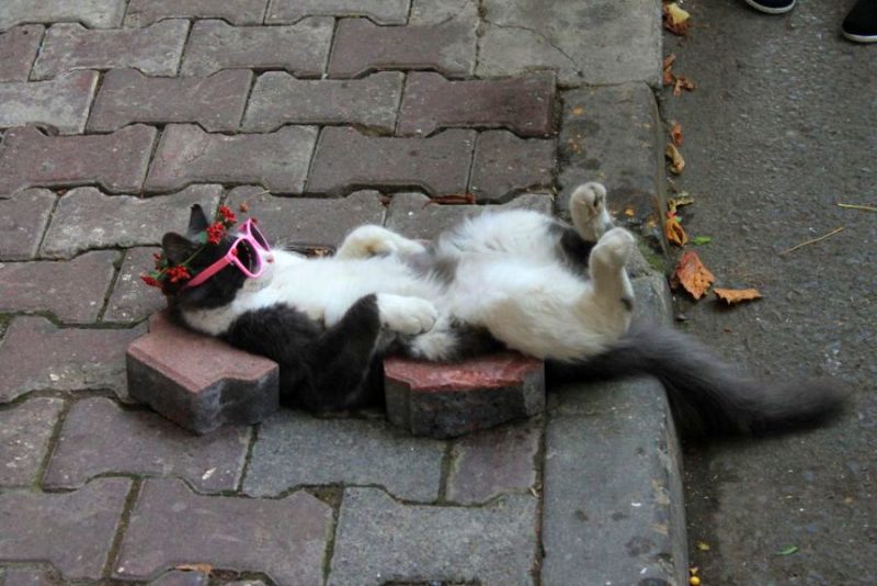 Cat45.thumb.jpg.dc55cb46a4465c8b17dc7af04c33d4c3.jpg