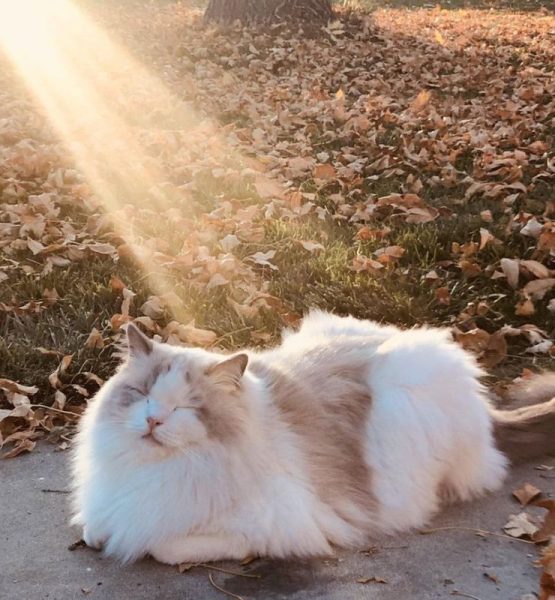 Cat49.thumb.jpg.d663eff4a90bc12e6f36e2d5ada17735.jpg