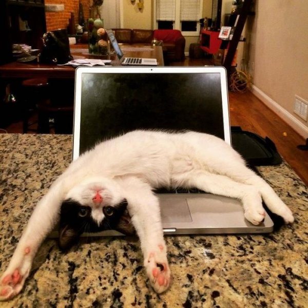 Cat50.thumb.jpg.9d61a027bc5e41cb3172d39e39908953.jpg
