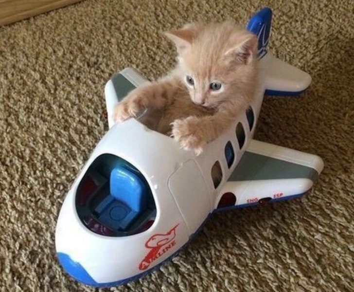 Cat52.thumb.jpg.57318b48d3e0d16860247c7183424a2a.jpg
