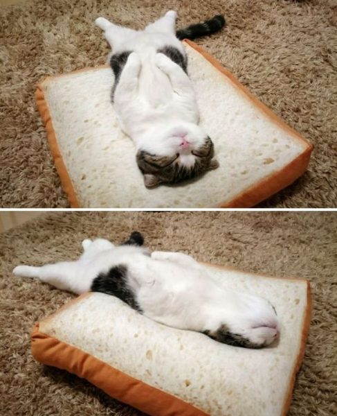 Cat53.thumb.jpg.9392c8dc7c1bc6aa32010faaeb2c07a9.jpg