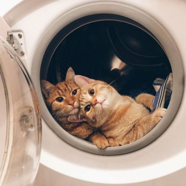 Cat54.thumb.jpg.0d1c605a5b82bcb84e7f39a5c636d5d1.jpg
