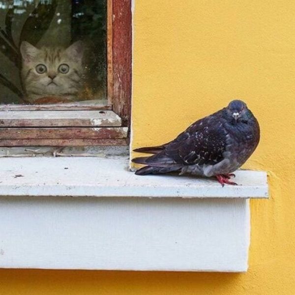 Cat55.thumb.jpg.c8315aa5e27ae5f3e5e06965e3f17c30.jpg