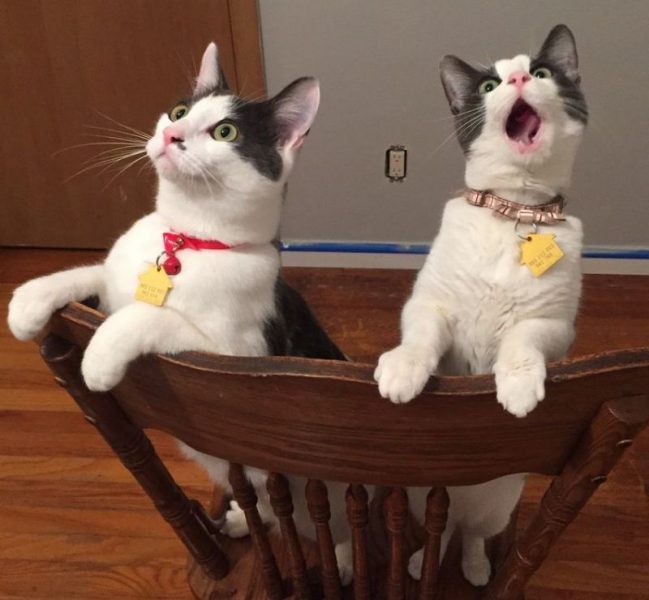 Cat57.thumb.jpg.0a7a49184a1977e4b3d9e62596d7313a.jpg
