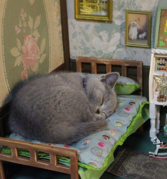 Cat58.thumb.jpg.ba9fd2da3ccf3475802f17868cb959c9.jpg