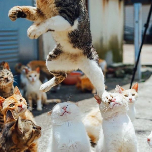 Cat59.thumb.jpg.d9757500c3e51e6e283697c56ba64065.jpg