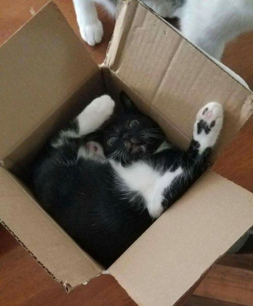 Cat61.thumb.jpg.6977fd0368c2e78a88edcc559fafab33.jpg