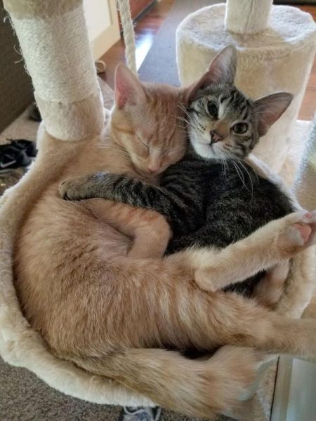 Cat62.thumb.jpg.c85a9e44e165b4aea0254ef7ffef34e1.jpg