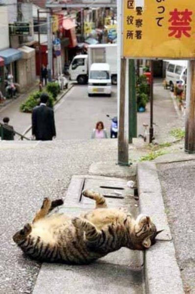 Cat63.thumb.jpg.cddfb4cd815163263165a0173981ac59.jpg