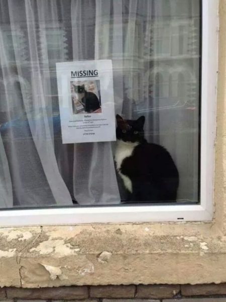 Katze2.thumb.jpg.1cc5785f22b88cebebd216862d0eb6f2.jpg