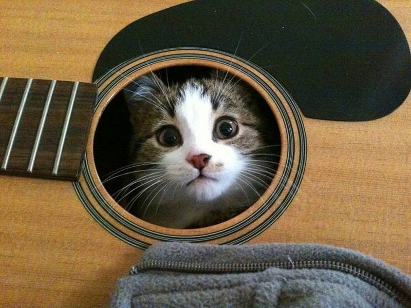 Katze2.thumb.jpg.41d73f9dfbfcd2753a81104fa3691131.jpg