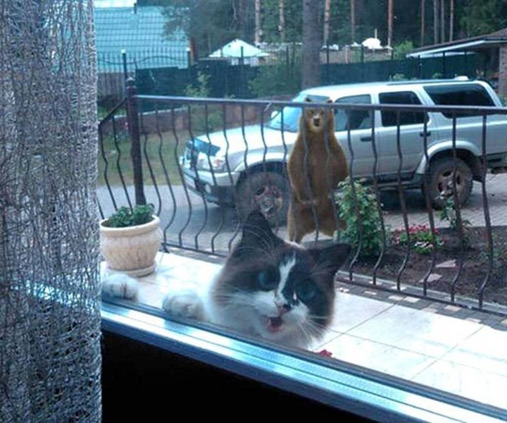 Katze3.thumb.jpg.78bfe7e8225d43a97f1a3ce7ec7a1fc0.jpg